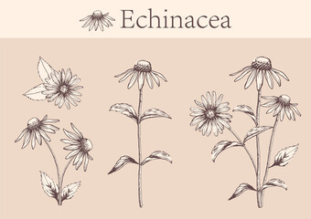 hand-drawn image of echinacea flowers with stems and leaves.botanical illustration. Healing Herbs - obrazy, fototapety, plakaty