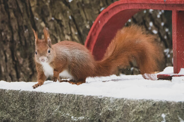 Eichhörnchen im Winter Schnee XV - obrazy, fototapety, plakaty