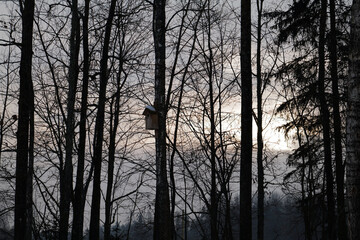 bird house sunset in the forest