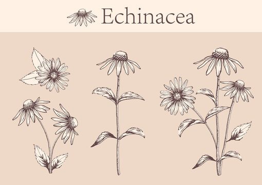 hand-drawn image of echinacea flowers with stems and leaves.botanical illustration. Healing Herbs