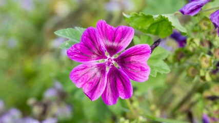Fototapeta premium Close-up of common mallow (latin name: Malva sylvestris). Purple flower.