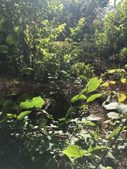 Naklejka premium Pflanzen im Wald