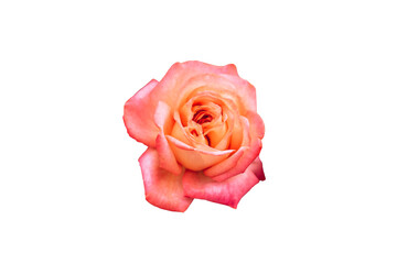 close up Pink rose Valentine background isolate on white background with clipping path