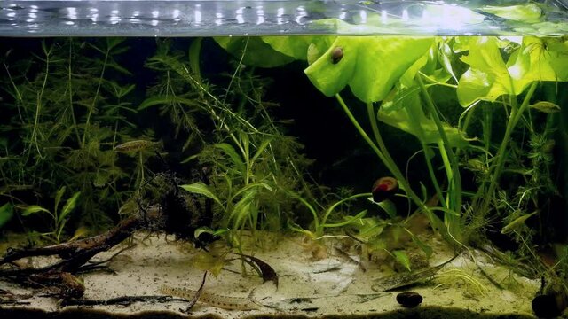 detail of European river biotope aquarium with ninespine stickleback and spined loach fish, snails, yellow water lily, pondweed and other plants, wild inhabitants in captive