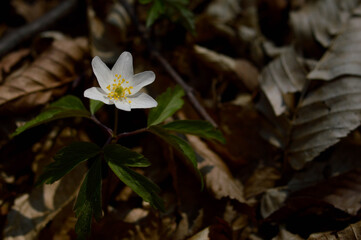Fototapeta na wymiar Wood anemone, early spring white wildflower in nature.