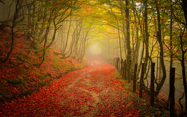 Obraz premium Mysterious path through beautiful forest