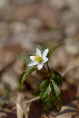 Wood anemone, early spring white wildflower in nature.