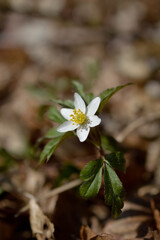 Wood anemone, early spring white wildflower in nature.