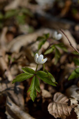 Wood anemone, early spring white wildflower in nature.