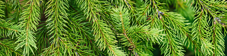 fir tree branches	
