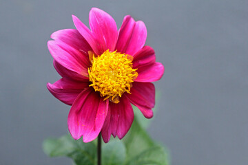 The simplicity of red and pink flower for valentine day