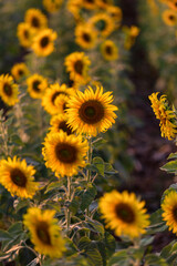 Beautiful sunflowers in spring field and the plant of sunflower is wideness plant in travel location.