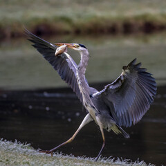 Graureiher (Ardea cinerea) mit Beute