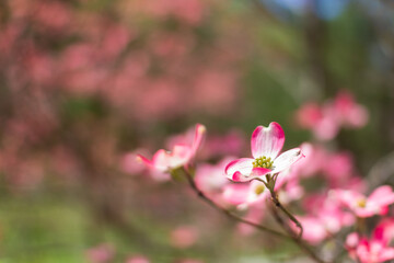 Blossoming dogwood against the sky. Flower of a pink dogwood close-up. Cornus florida rubra