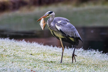 Graureiher (Ardea cinerea) mit Beute