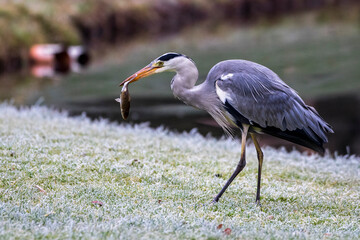 Graureiher (Ardea cinerea) mit Beute