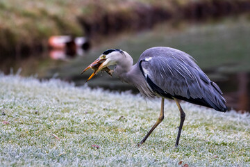Graureiher (Ardea cinerea) mit Beute