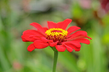 The simplicity of red and pink flower for valentine day