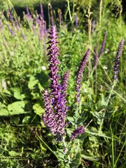 summer wildflower at meadow