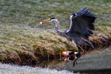 Graureiher (Ardea cinerea) mit Beute
