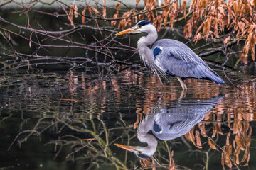 Graureiher (Ardea cinerea)