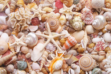 Seashell background, lots of seashells with starfishes and corals