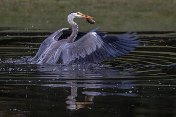 Graureiher (Ardea cinerea) mit Beute