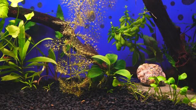 Aquatic plants in a home aquarium. Pemphigus, bacopa, marsilia and anubias