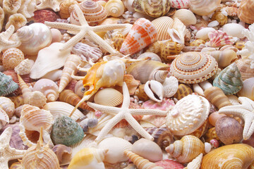 Seashells and sea stars as background.	