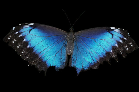 Blue Morpho Butterfly Isolated On Black Background