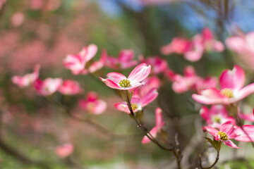 Obraz premium Blossoming dogwood against the sky. Flower of a pink dogwood close-up. Cornus florida rubra