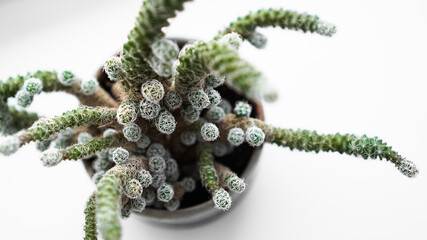 Green cactus in pot on the windowsill, home plant. Winter outside the window - blurred background