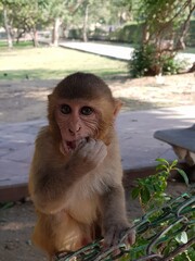 Cute monkey making eyes contact