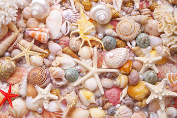 Seashell background, lots of seashells with starfishes