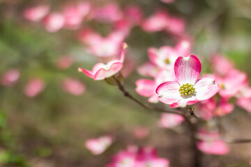 Fototapeta na wymiar Blossoming dogwood against the sky. Flower of a pink dogwood close-up. Cornus florida rubra