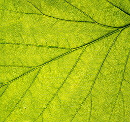 Fototapeta na wymiar Vegetative background. Close up leaf texture