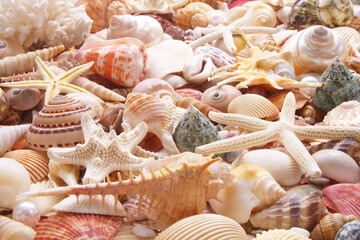 Seashell background, lots of seashells with starfishes
