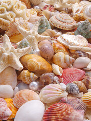 Seashell background, lots of seashells with starfishes