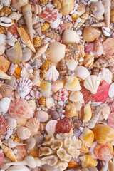 Tropical seashells and corals background