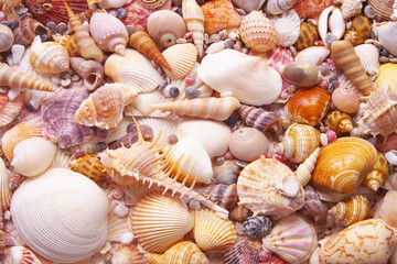 Tropical seashells background