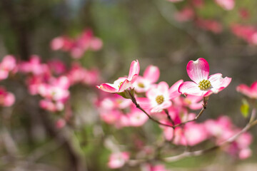 Blossoming dogwood against the sky. Pink dogwood. Cornus florida rubra