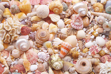 Tropical seashells background
