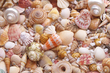Tropical seashells background