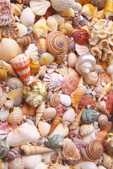 Seashells and corals background, sea shells collection