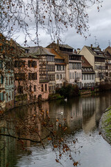 Fototapeta na wymiar Swans on the river in Strasbourg France