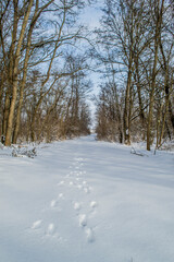 winter in the forest