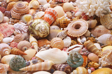 Seashells as background, sea shells collection