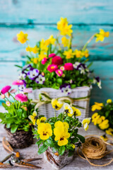 The first spring daffodils and pansy flowers. 