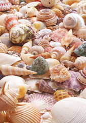 Seashells as background, sea shells collection