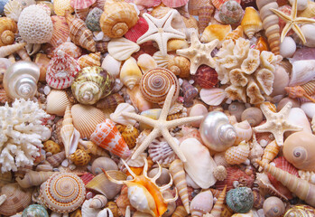 Seashell background, lots of seashells with starfishes